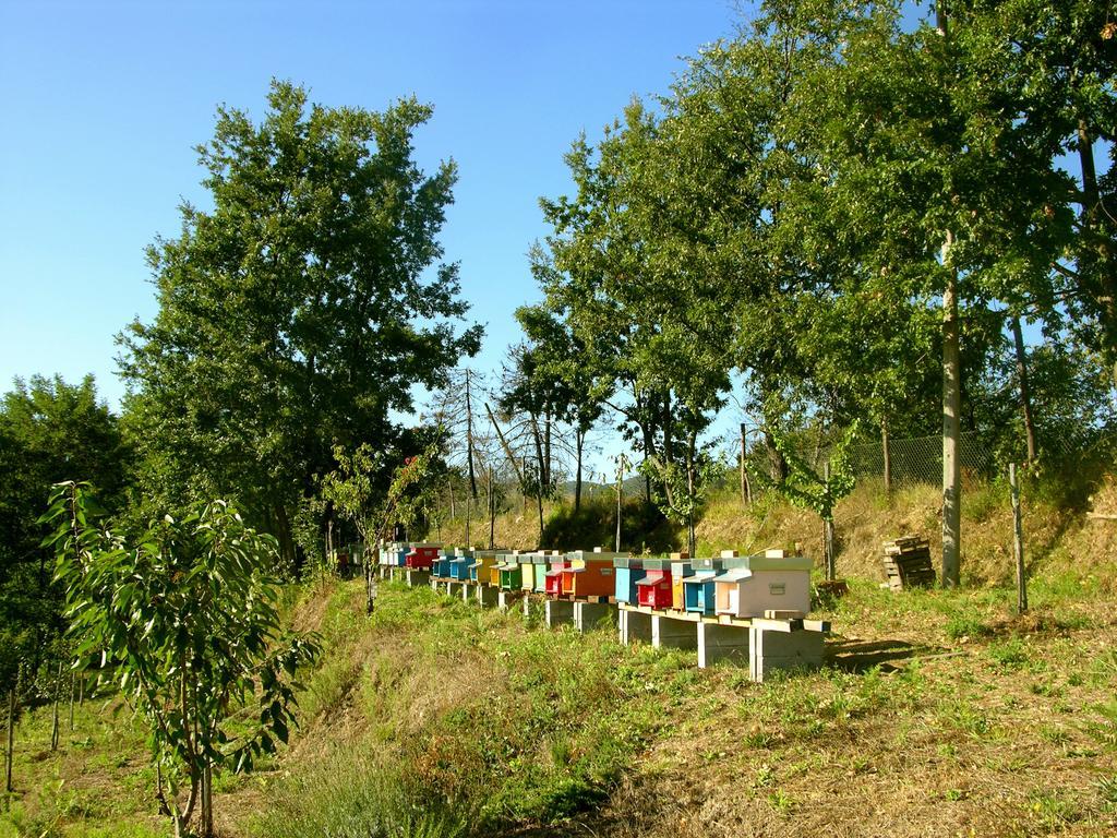 Agriturismo Angio Nel Cere Bracelli Bagian luar foto